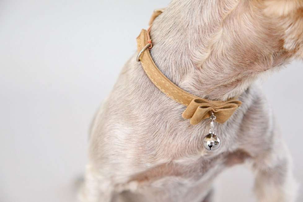 Ошейник для собак Pet Бантик-бубенчик