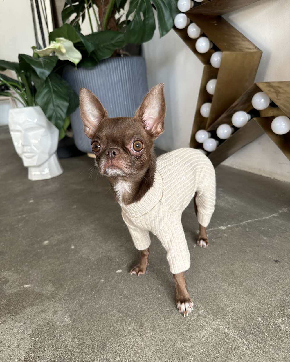 Костюм-боди для собак Puffy Лапша бежевый