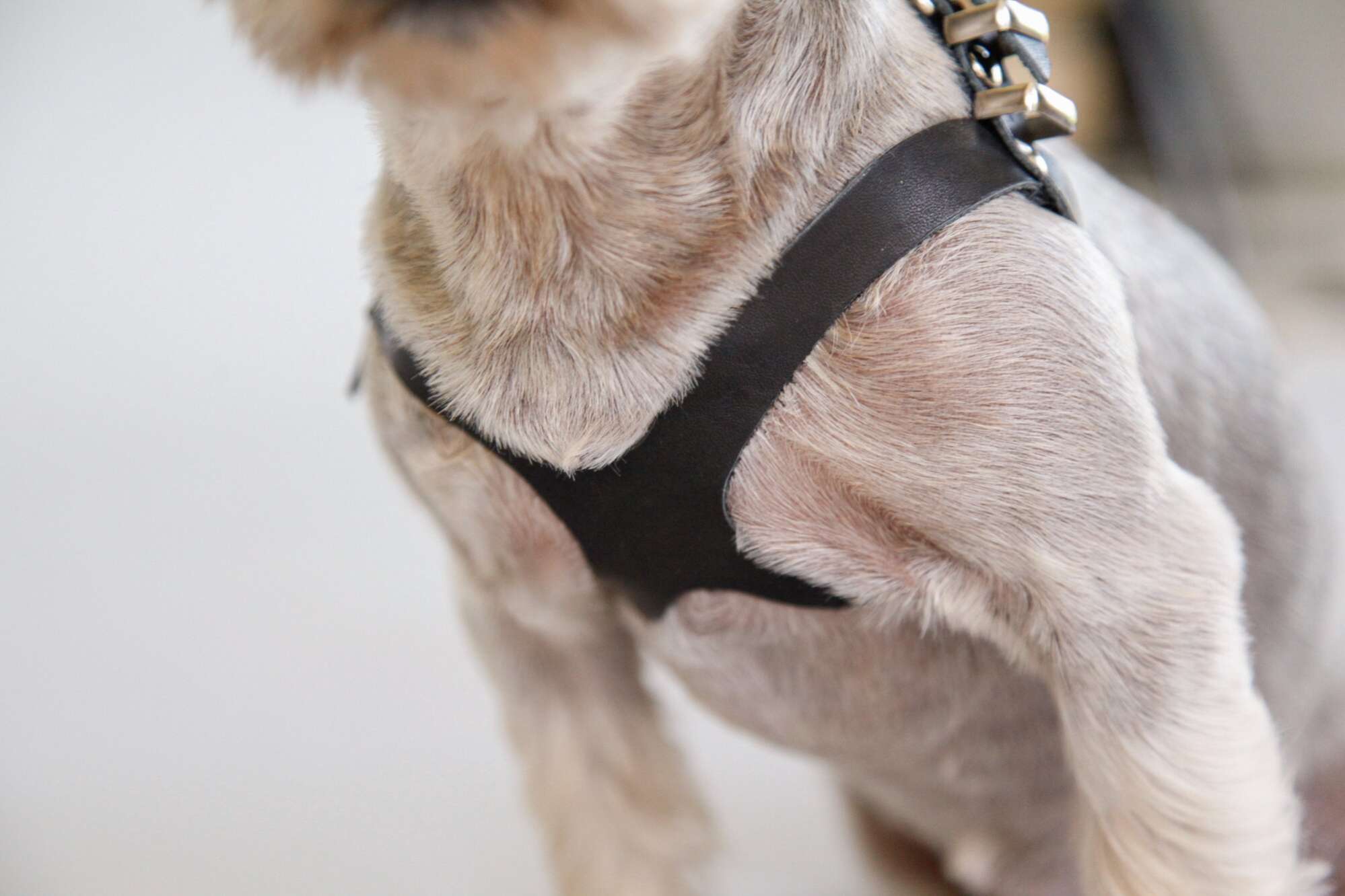 Кожаная шлейка для собак Очки тонкая