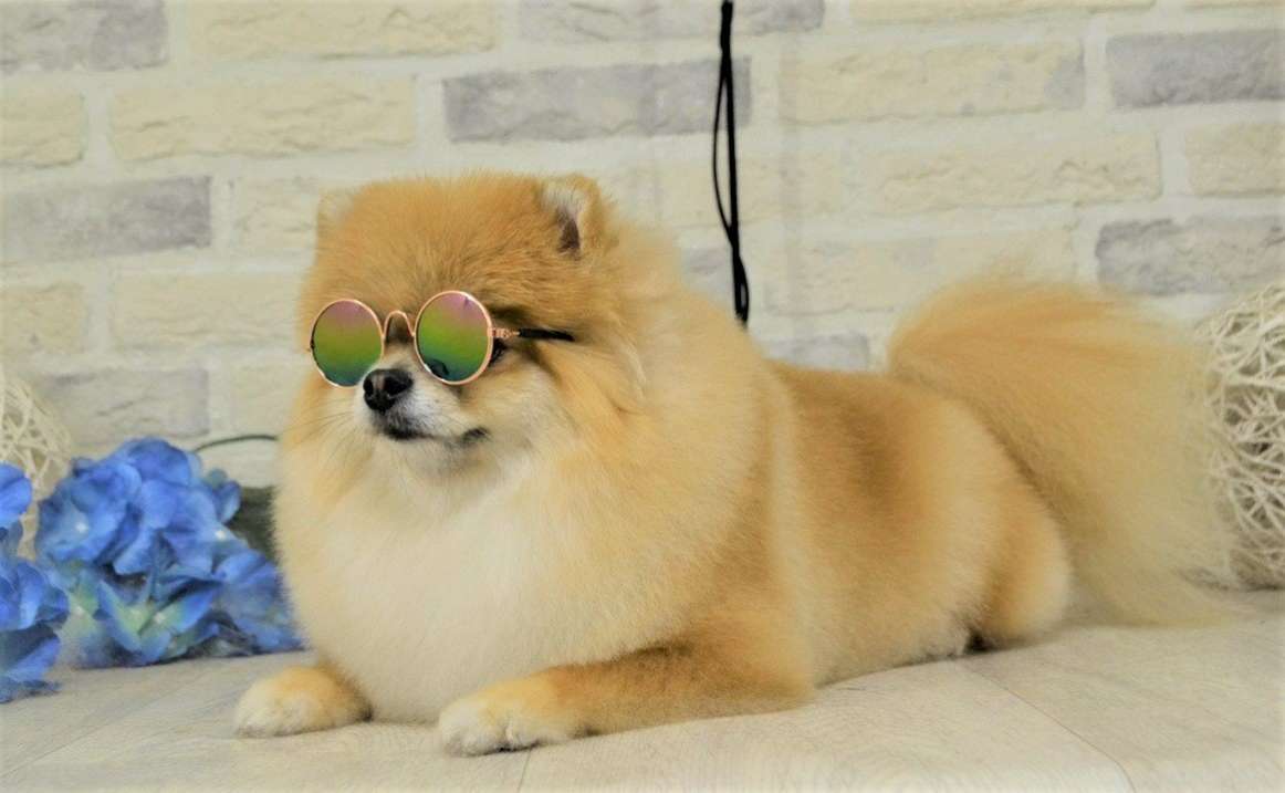 Солнечные очки для собак