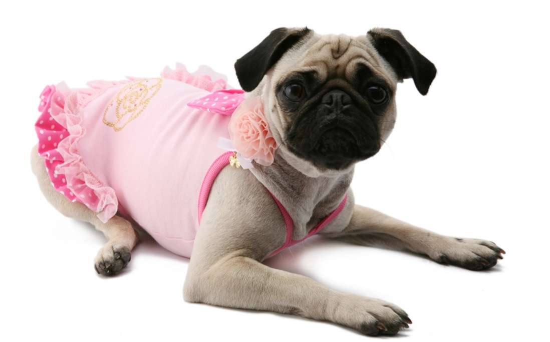 Сарафан для собак PA Очаровашка