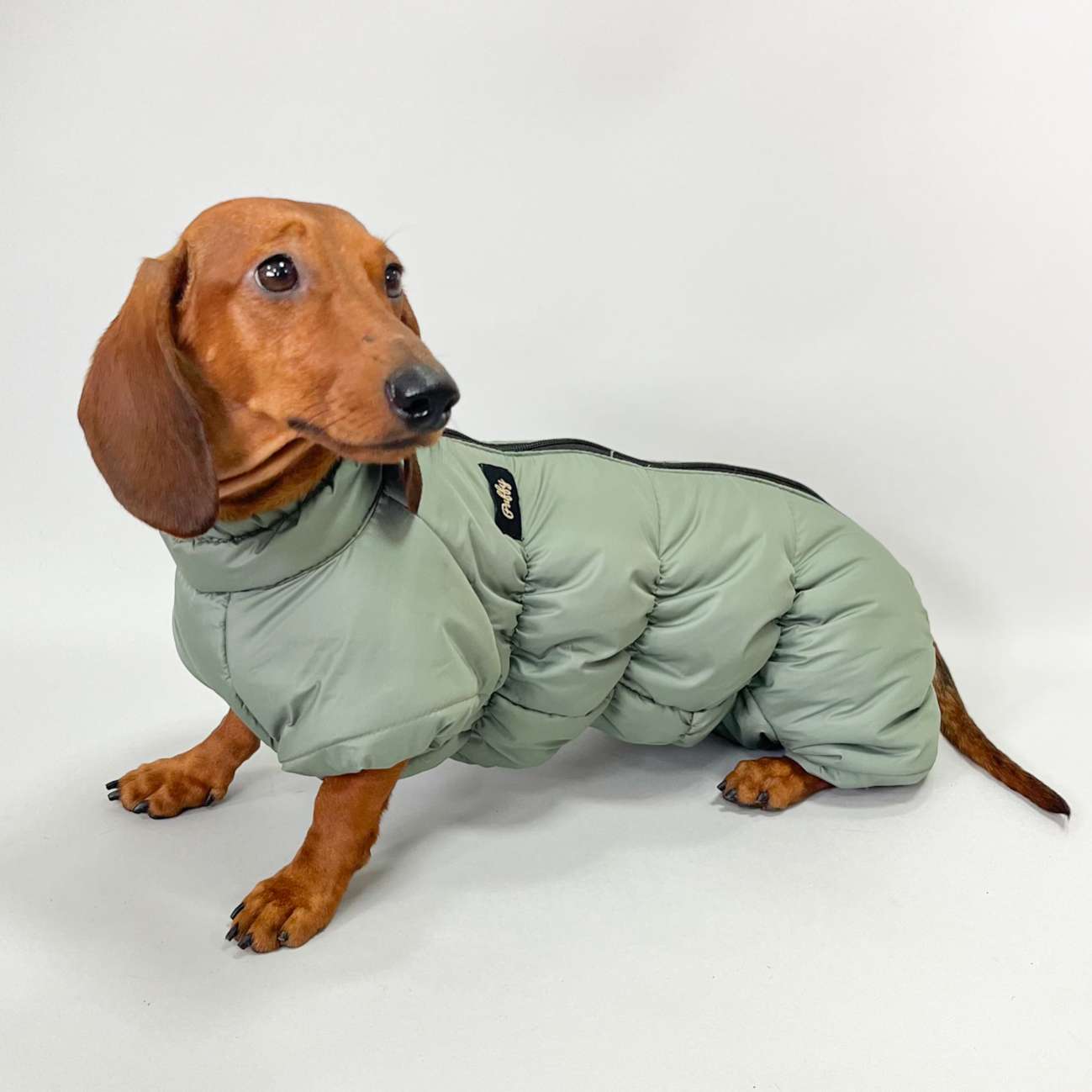 Комбинезон для таксы и корги Puffy Айвенго Оливковый