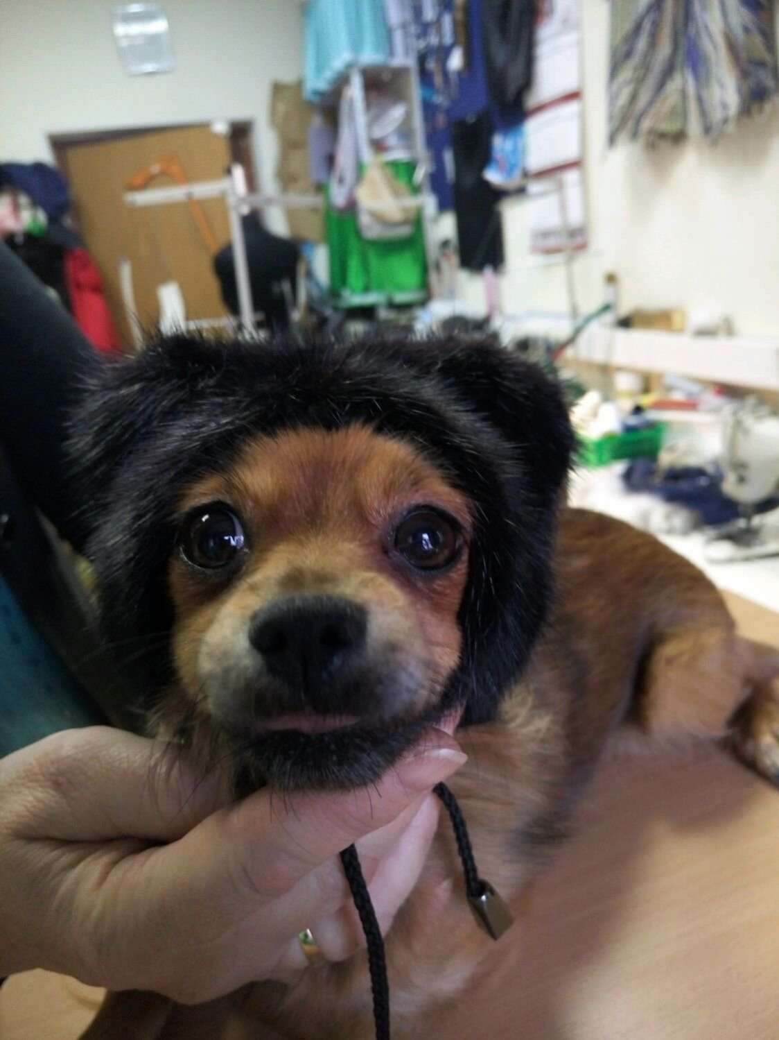 Норковая шапка для собак Puffy Ушки черная