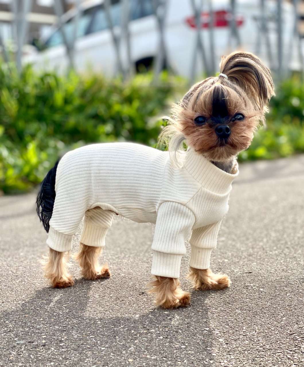 Костюм для собак трикотажный Premium Лапша