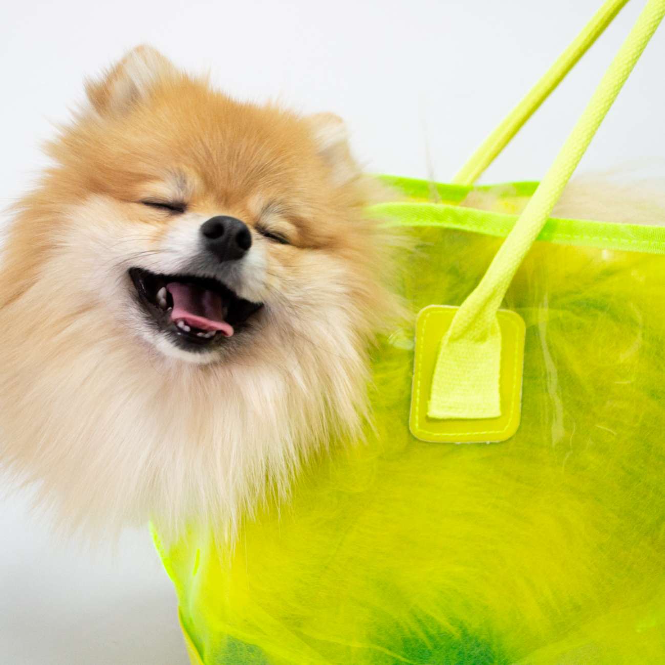 Сумка для собак Pet Каспер