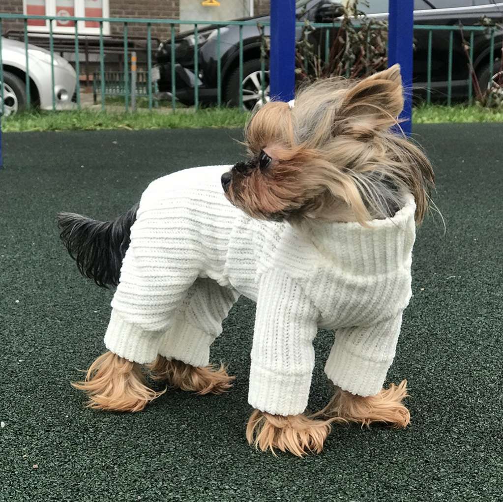 Костюм для собак велюровый Premium Вязка