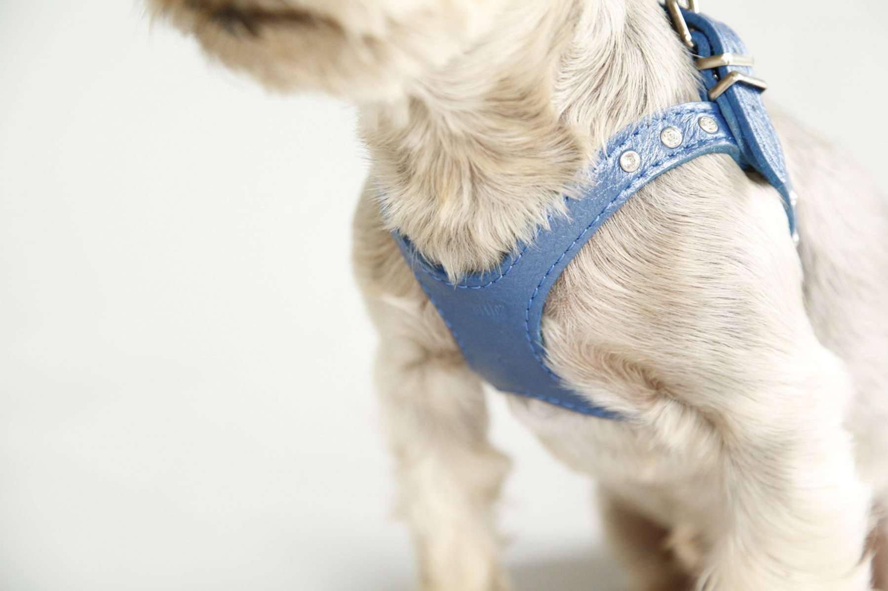 Кожаная шлейка для собак Очки со стразами