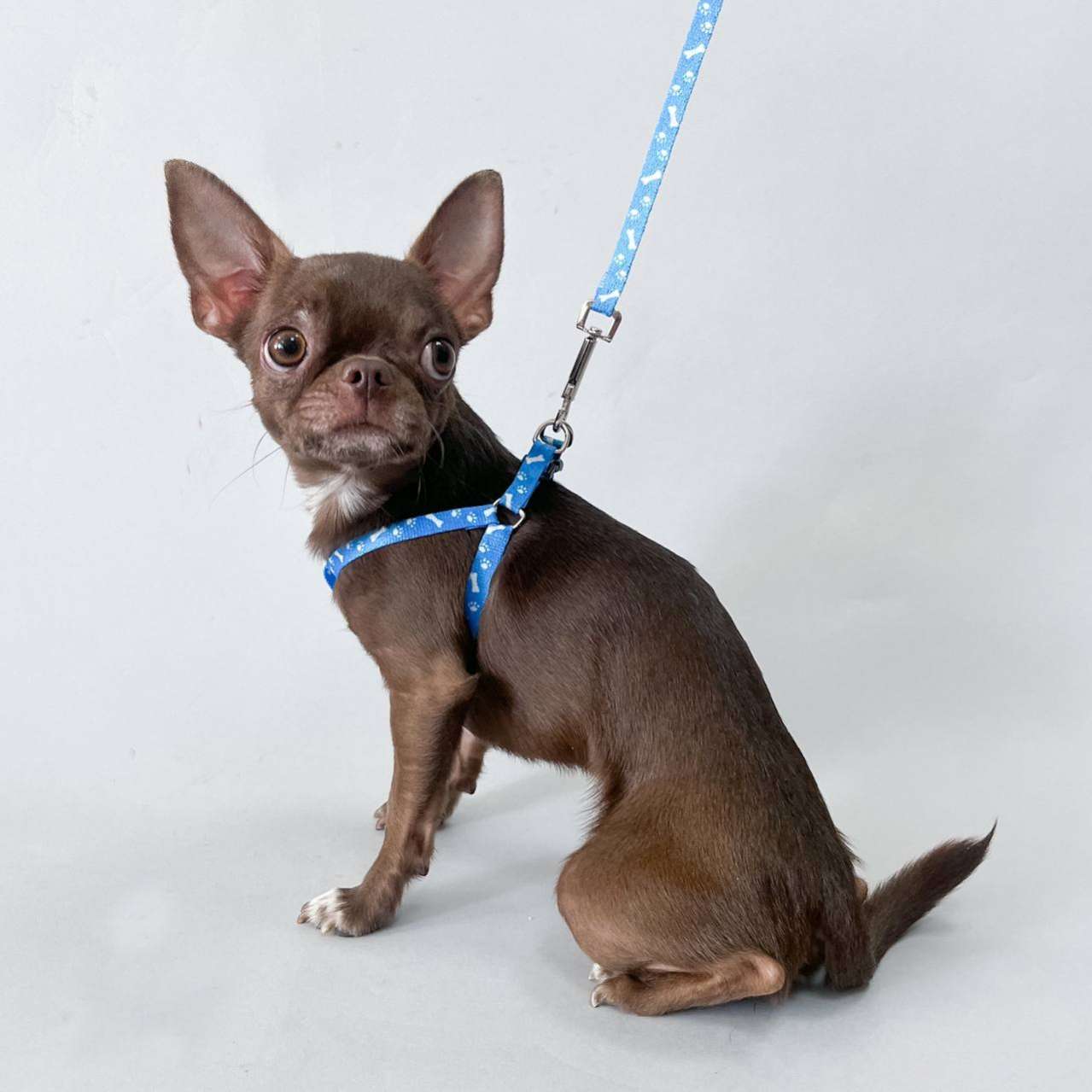 Шлейка с поводком для собак Pet Салюшн