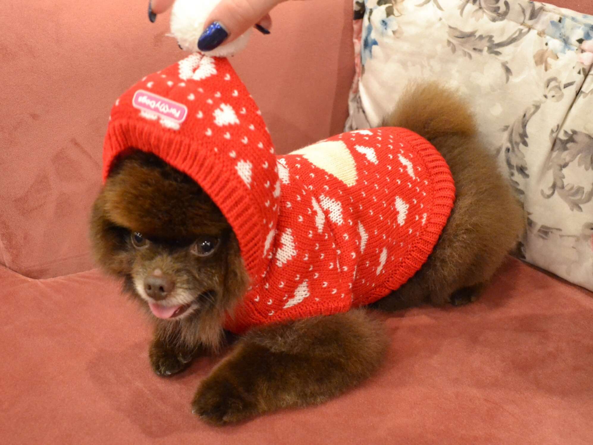 Свитер для собак с капюшоном ForMyDogs Love