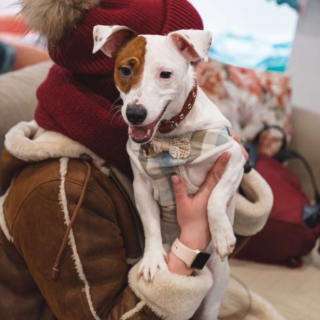 Шлейка с поводком для собак Pet Bonjour