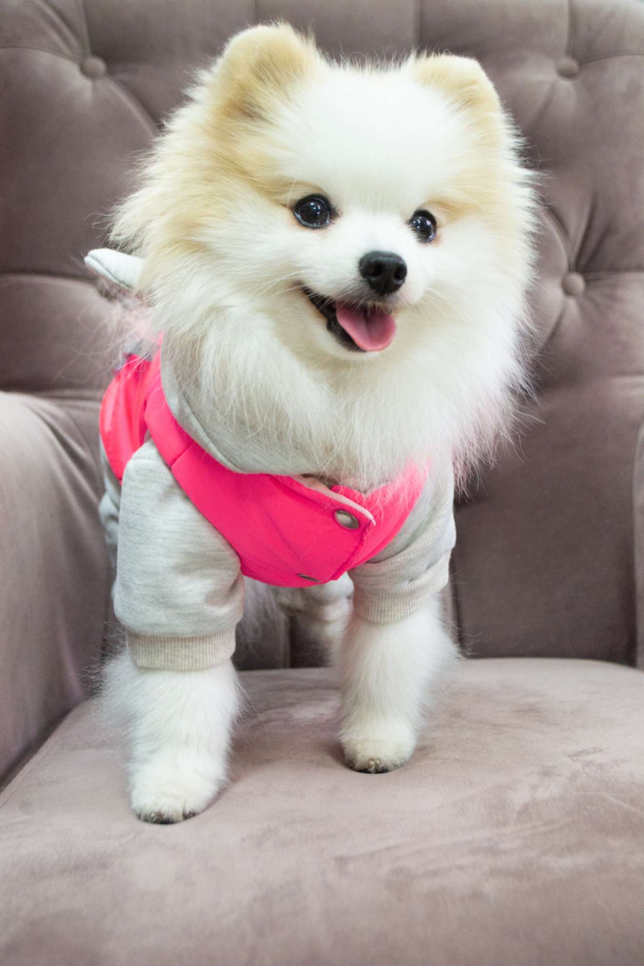 Жилетка для собаки Puffy Лайт Розовый