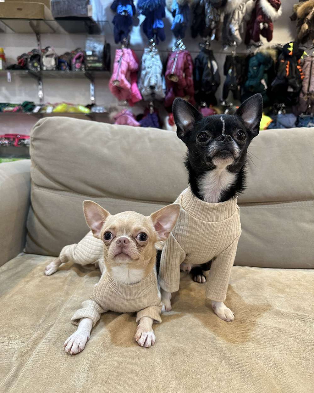 Костюм-боди для собак Puffy Лапша бежевый