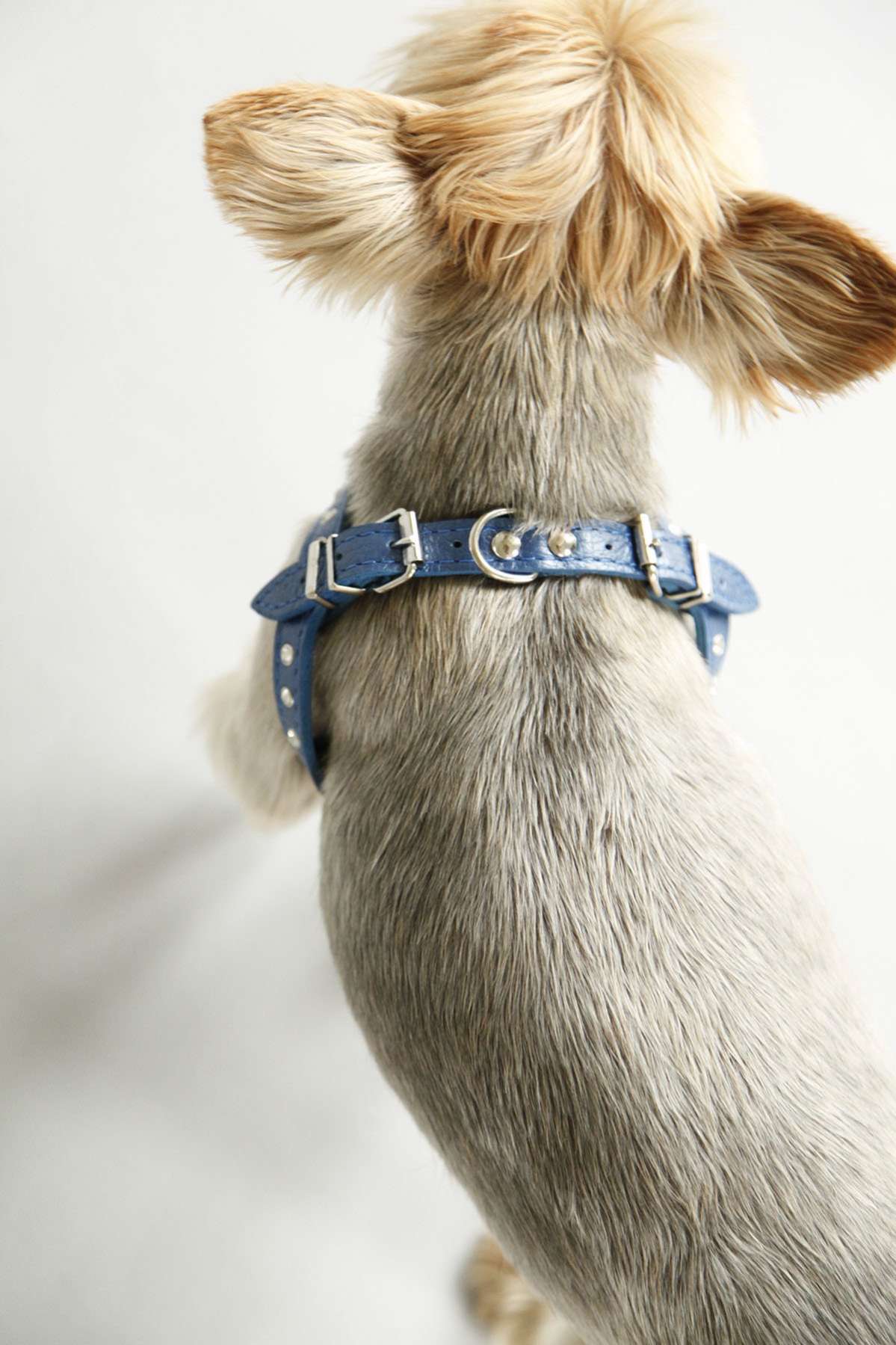 Кожаная шлейка для собак Очки со стразами