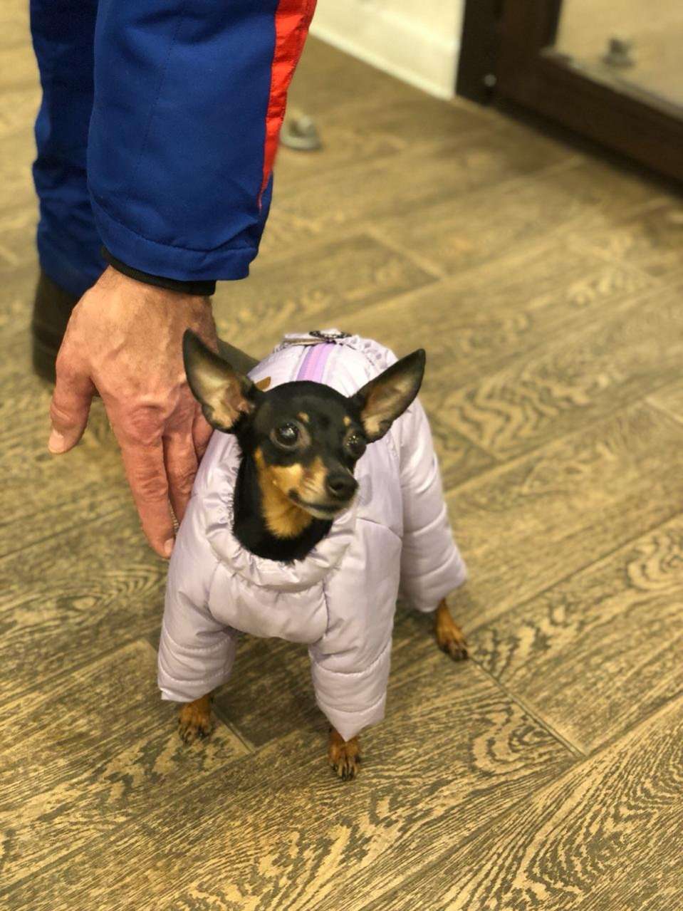 Зимний комбинезон для собак Евро Puffy Шарм