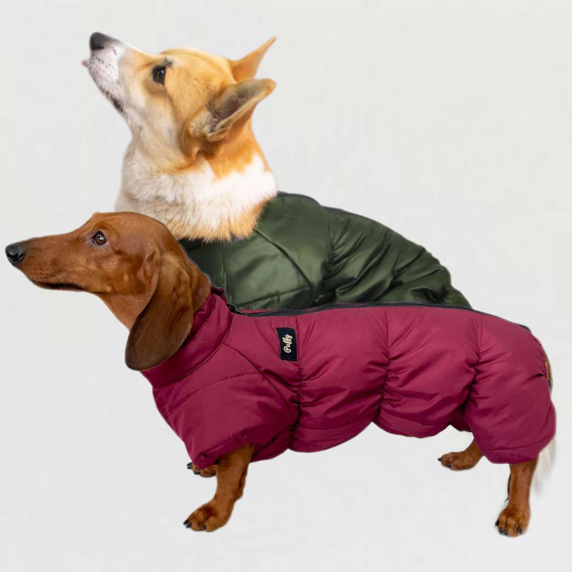 Комбинезон для таксы и корги Puffy Айвенго Бордовый