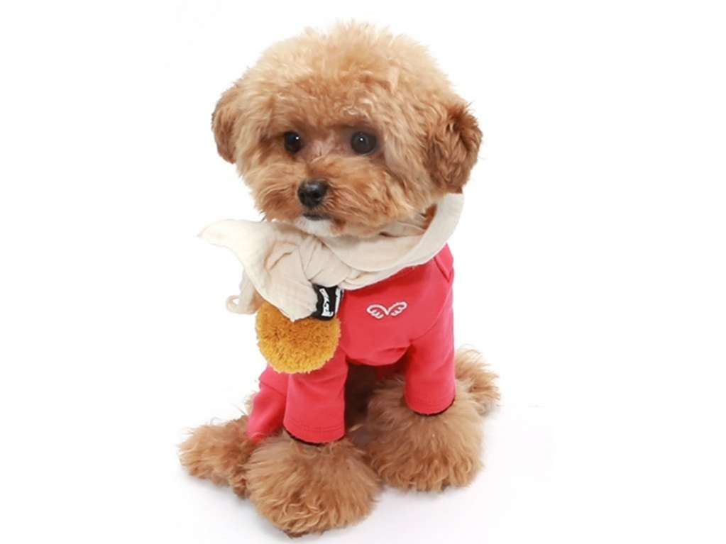 Костюм для собак PuppyAngel Не трогать