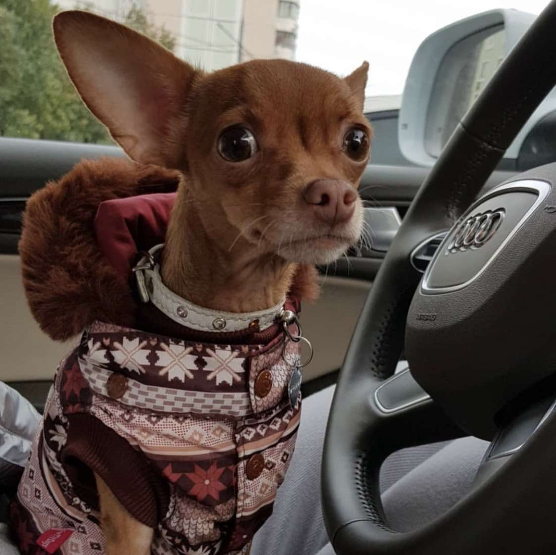 Куртка для собаки ForMyDogs Сканди