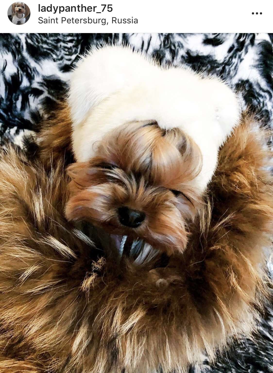 Норковая шапка для собак Puffy Ушки белая