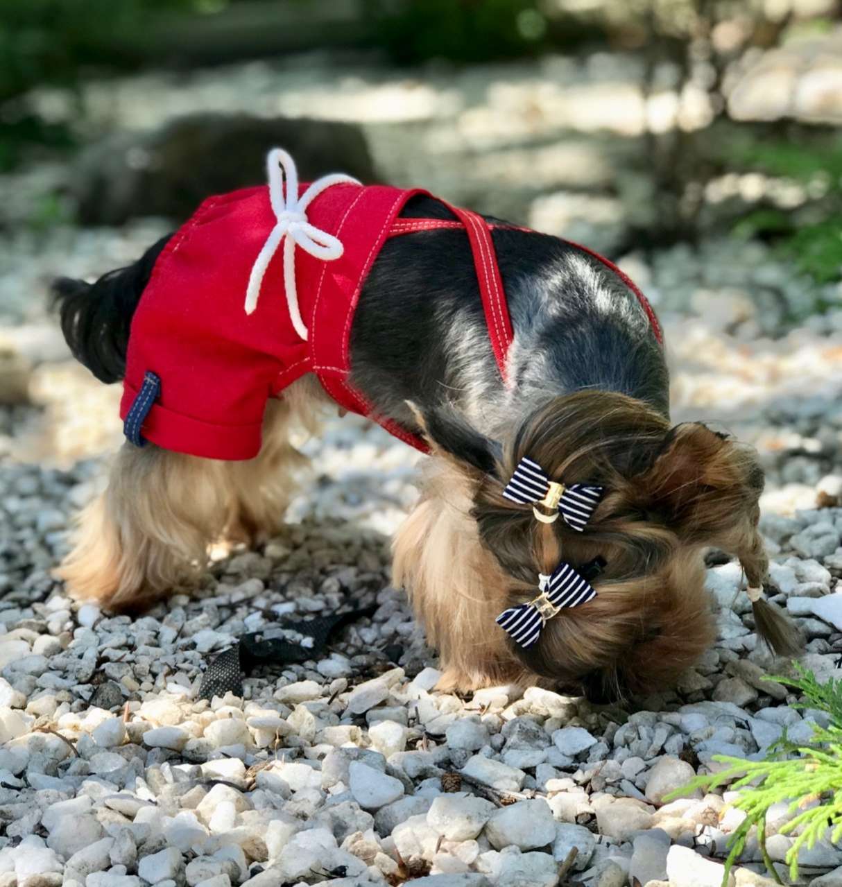 Шорты для собак Premium Якорь