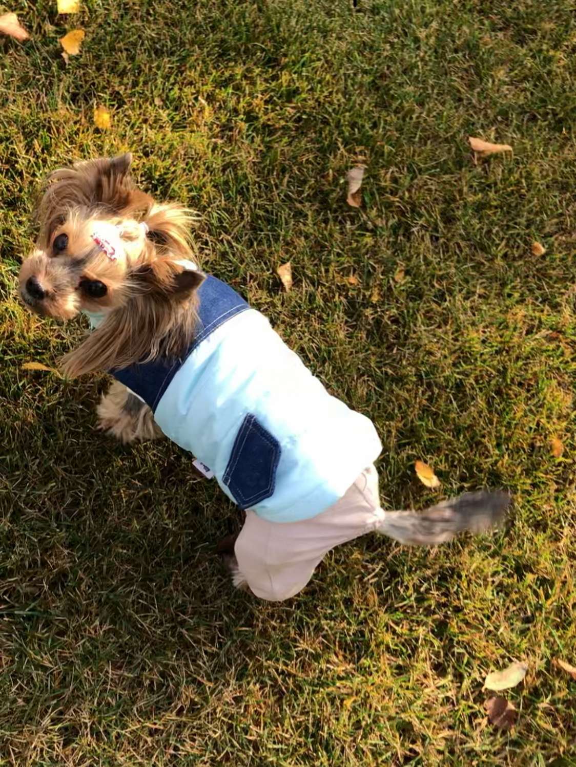 Жилетка для собаки Puffy Casual