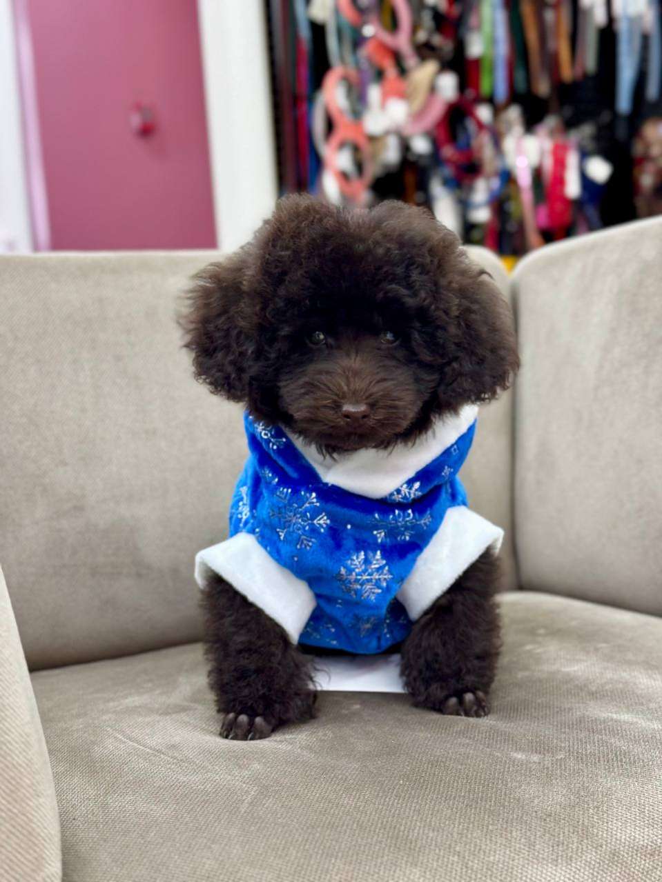 Новогодняя толстовка для собак Puffy Снежинка синяя