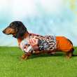 Дождевик для таксы и корги ForMyDogs Граффити