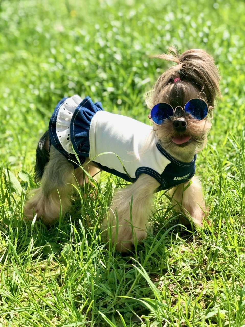 Платье для собак Premium Рюша