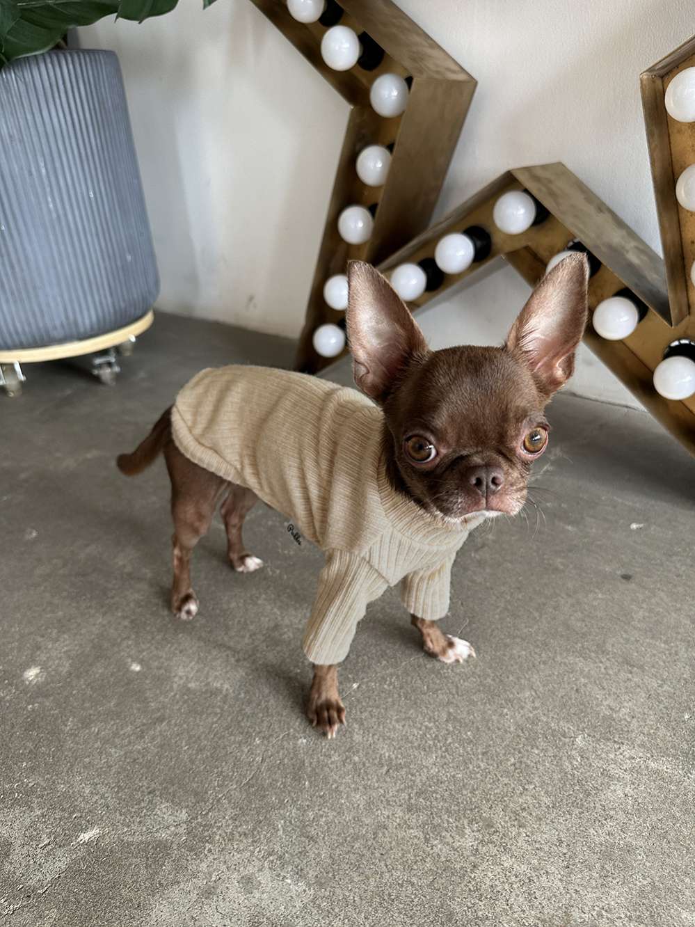 Свитшот для собак Puffy Лапша латте