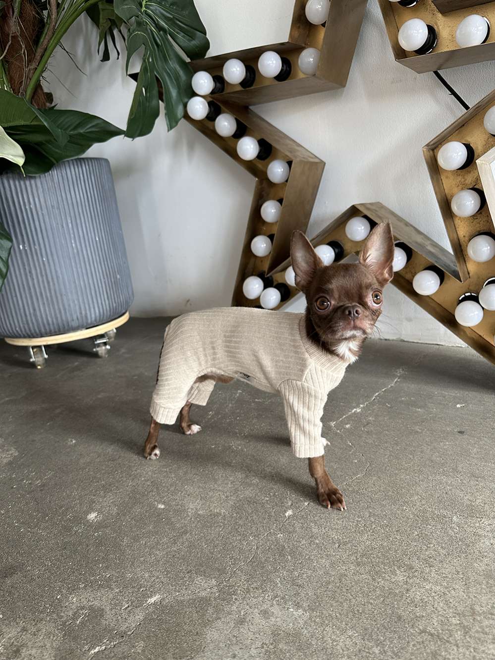 Костюм-боди для собак Puffy Лапша бежевый