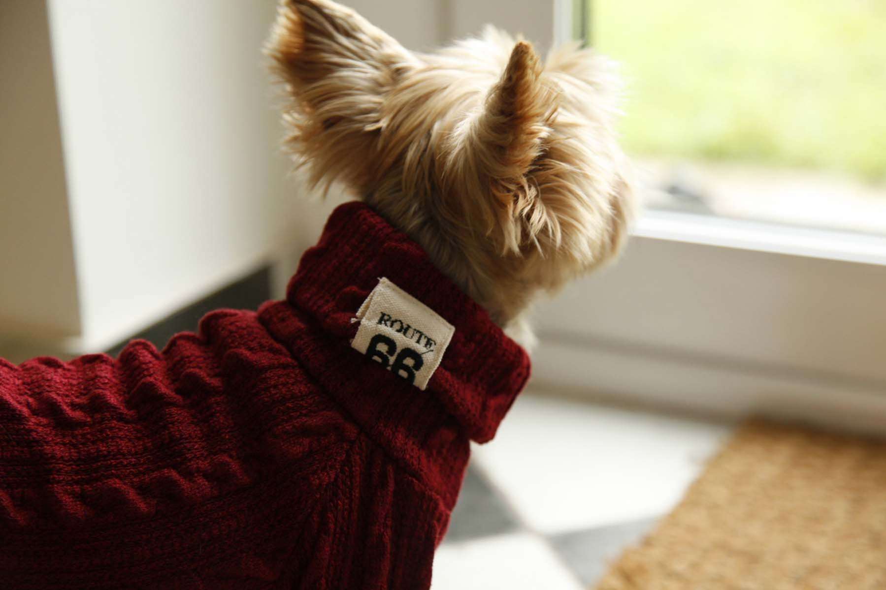 Свитер для собак Pet Роут