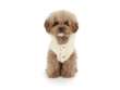 Жилет для собаки меховой PuppyAngel Монстрик
