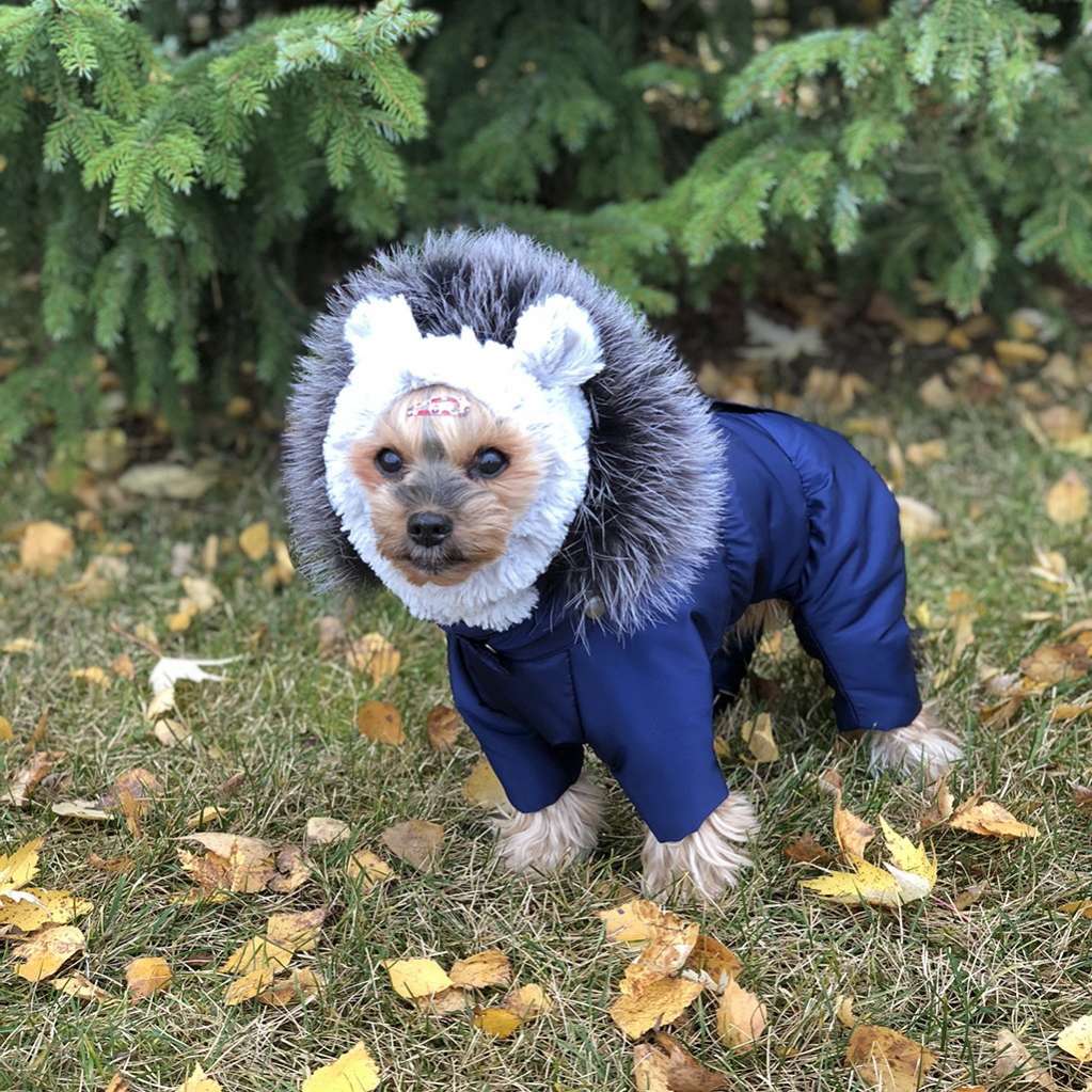 Зимний комбинезон для собак Северное сияние Гавана