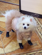 Комбинезон для собак Puffy Айвори