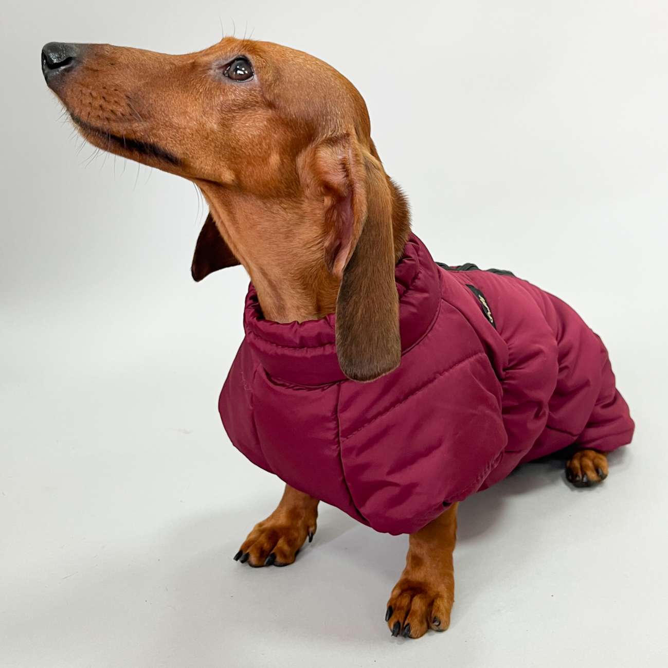 Комбинезон для таксы и корги Puffy Айвенго Бордовый