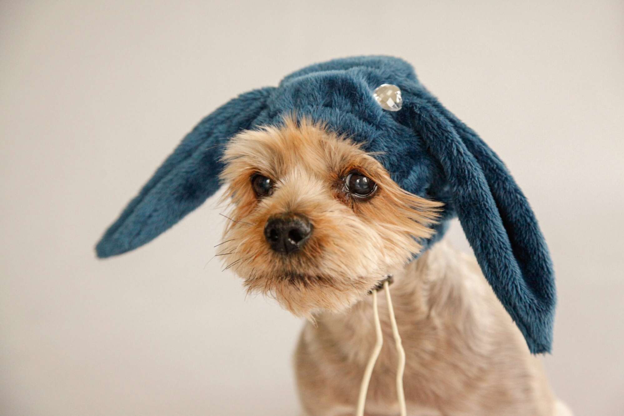 Шапка для собаки Puffy Зая