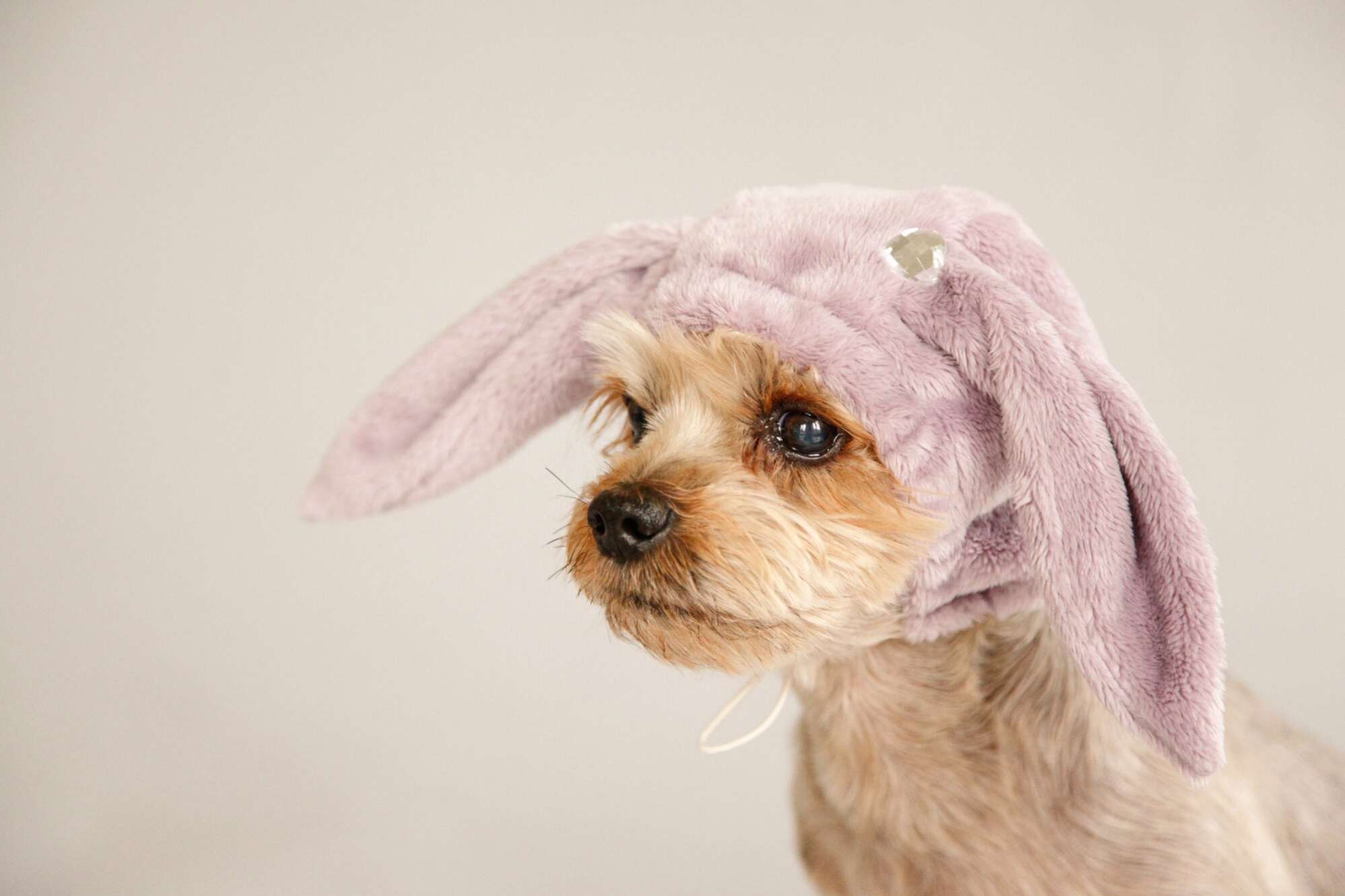 Шапка для собаки Puffy Зая