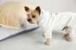 Костюм для собак трикотажный Pet Балу