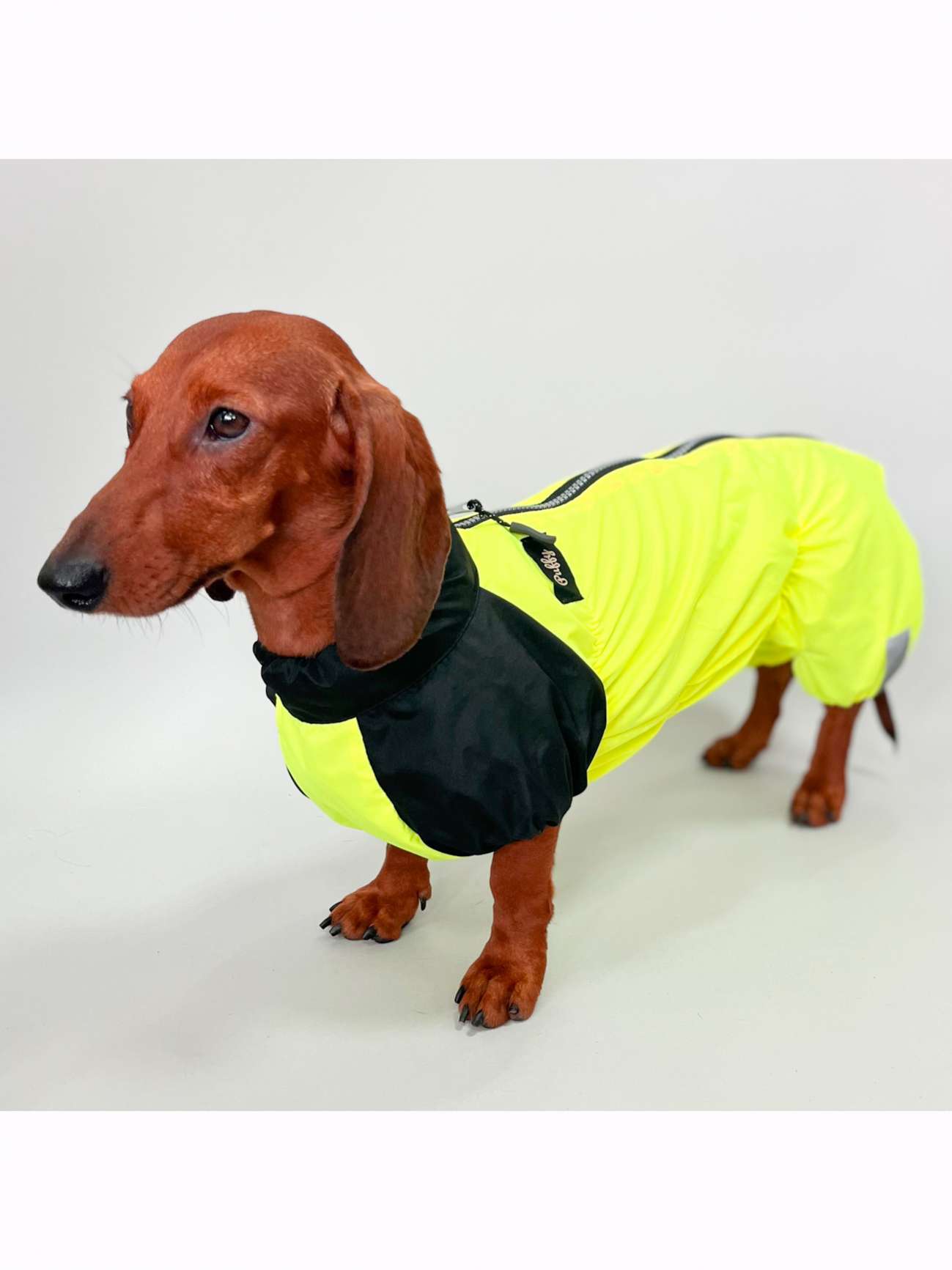 Дождевик для таксы и корги Puffy Лайм Лимонный