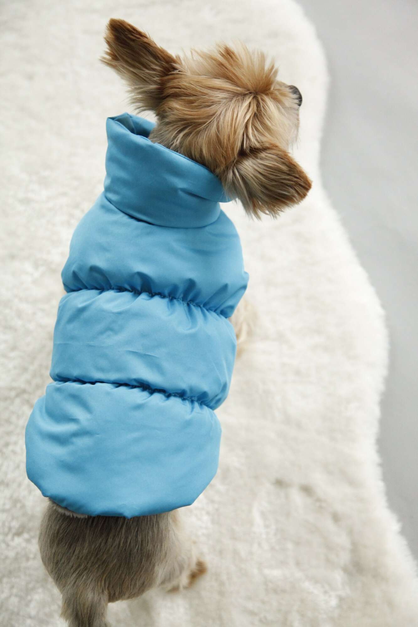 Жилет для собаки Фиби стронг