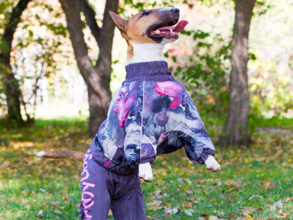 Комбинезон для собак на широкую грудь Magic