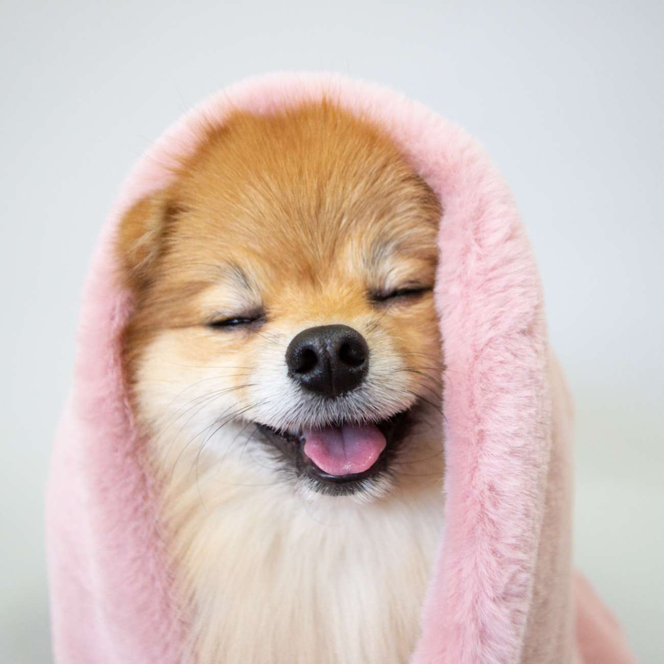 Плед для собаки Puffy Фламбе