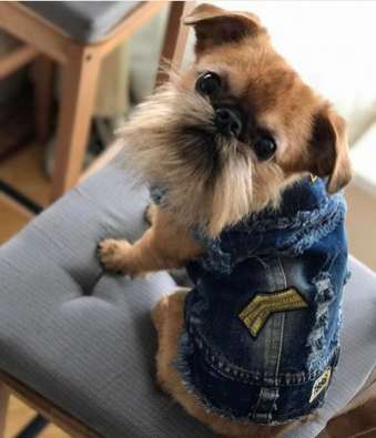 Джинсовка для собак Pet Заряд