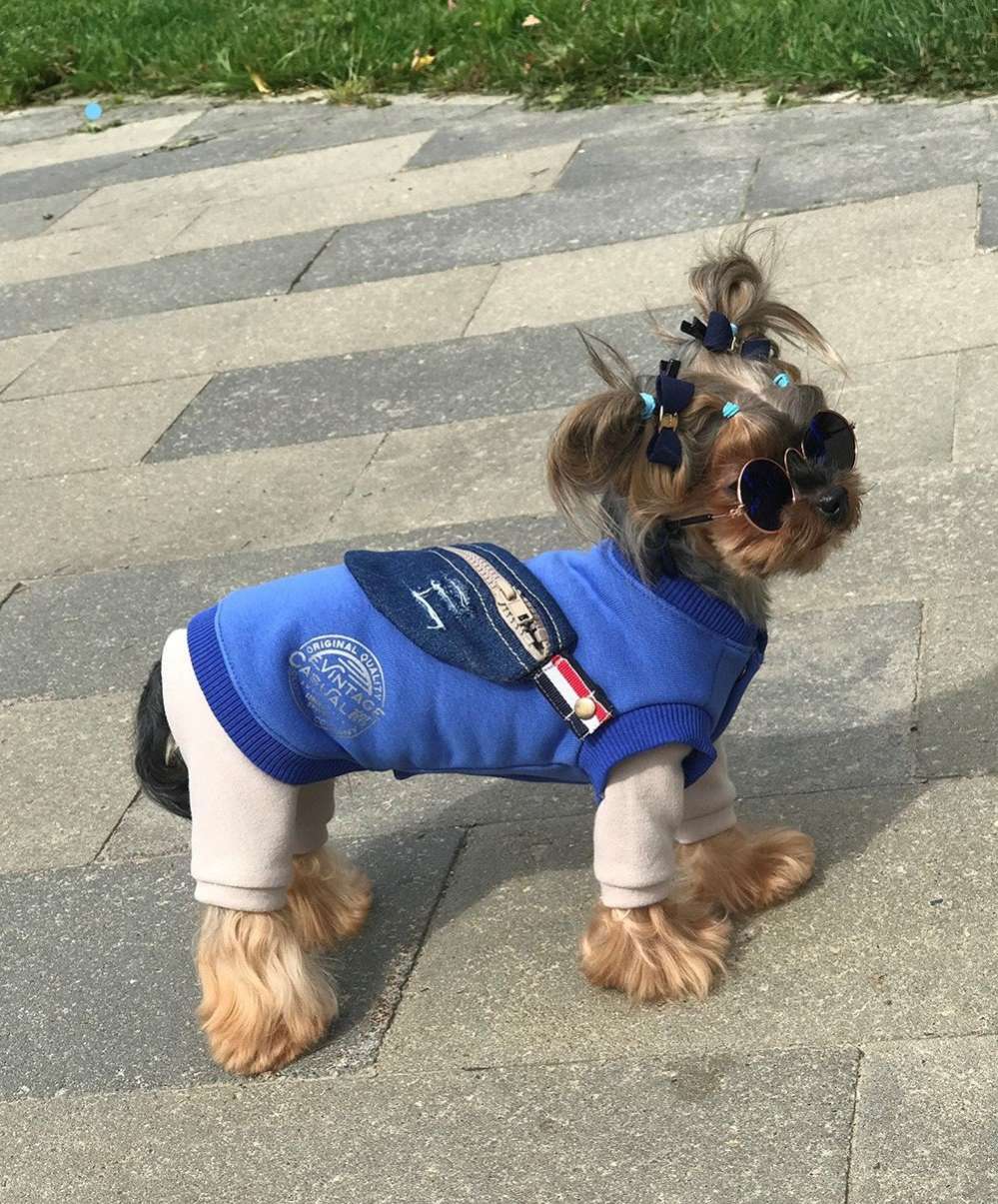 Толстовка для собак Premium Сумка