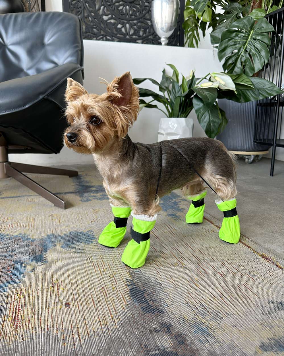 Зимняя обувь для собак Подтяжки Фреш Салатовый