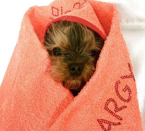 Набор полотенец для собак Premium 2 цвета