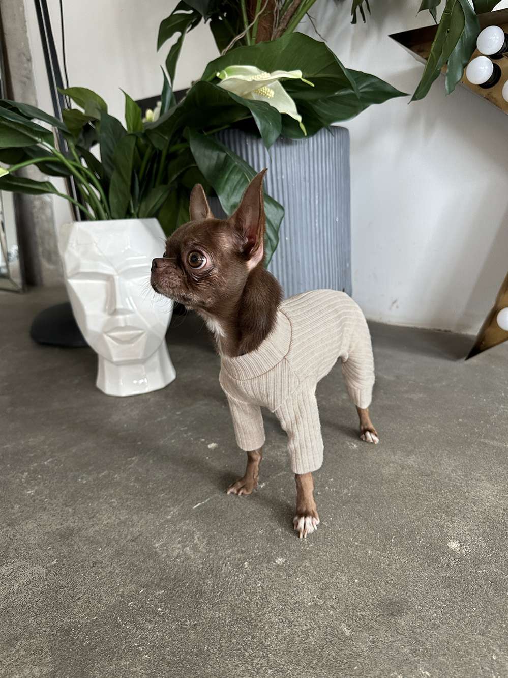 Костюм-боди для собак Puffy Лапша Латте