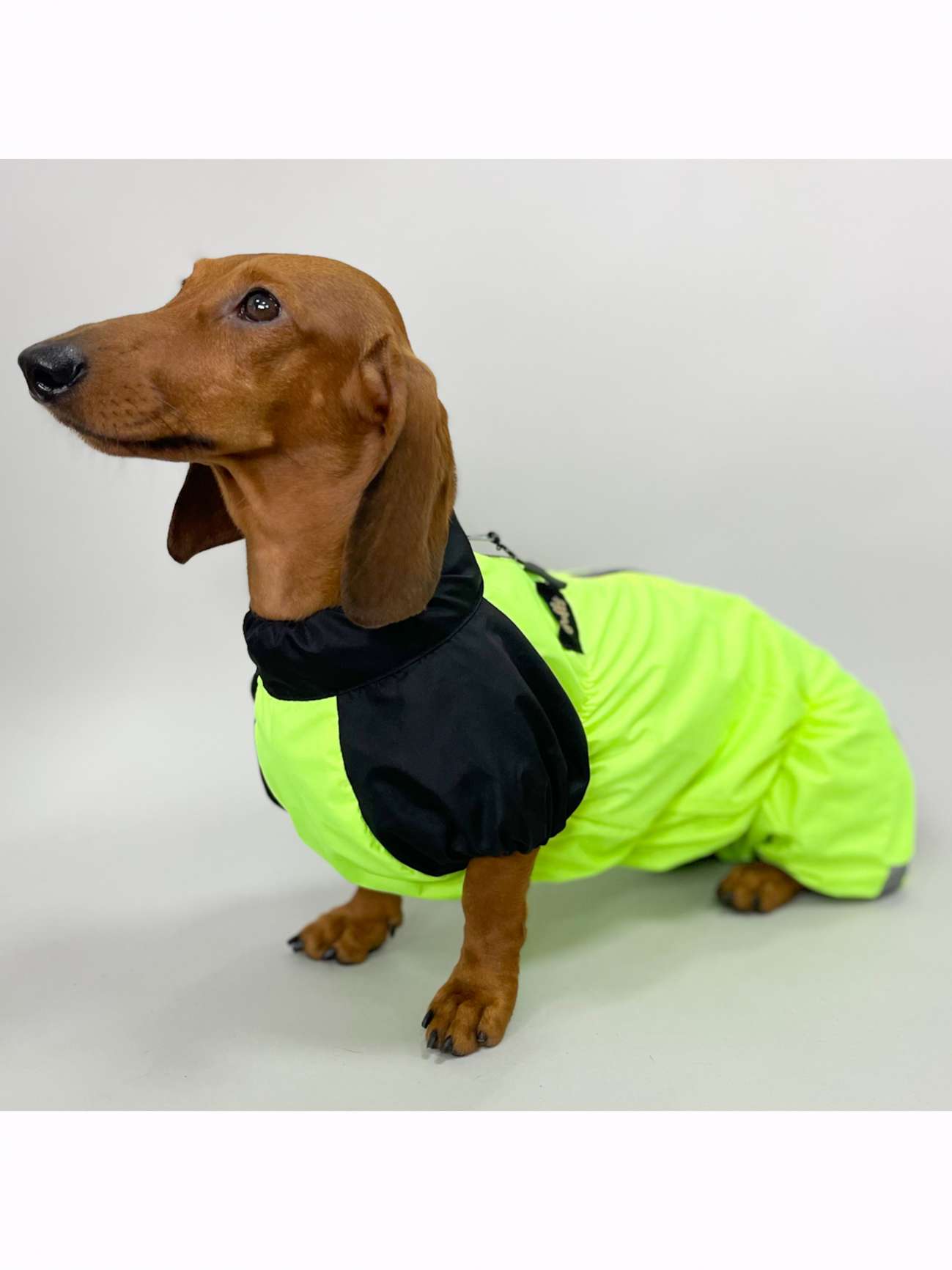 Дождевик для таксы и корги Puffy Лайм Салатовый