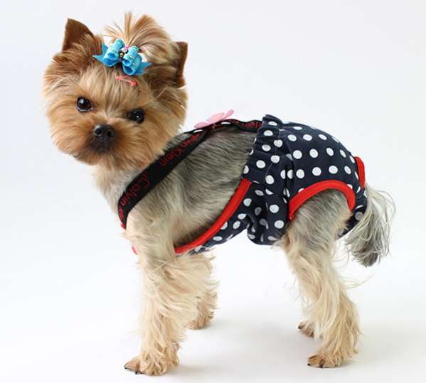 Трусы для собак Подтяжки