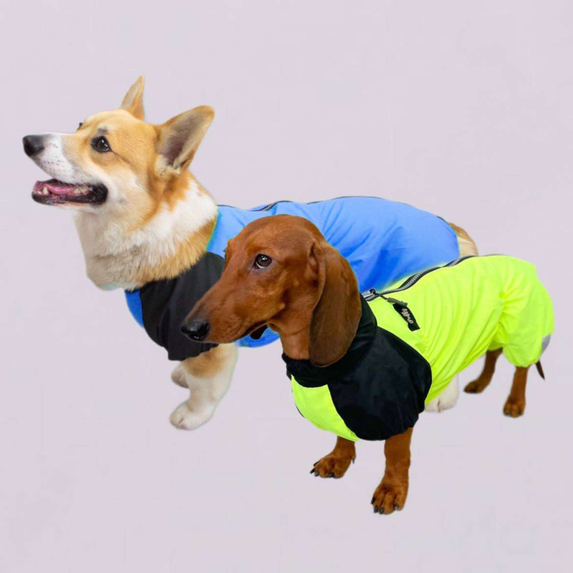Дождевик для таксы и корги Puffy Лайм Синий