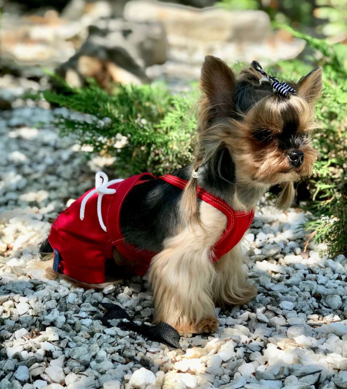 Шорты для собак Premium Якорь